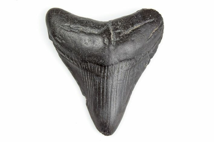 Juvenile Megalodon Tooth - South Carolina #195921